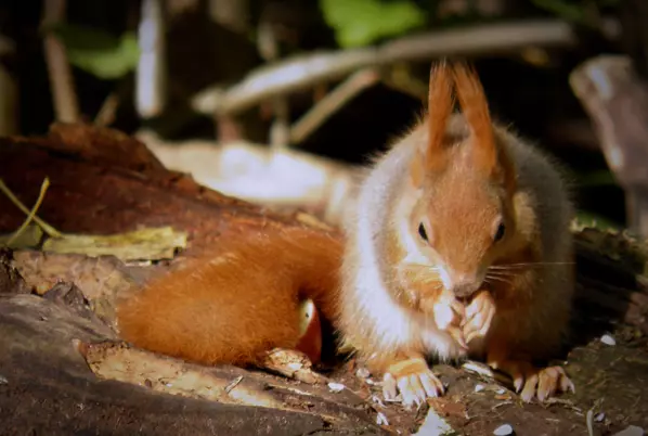 Eichhörnchen