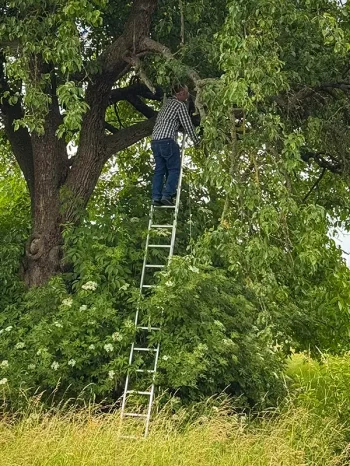 Im Baum werden Nester gesucht